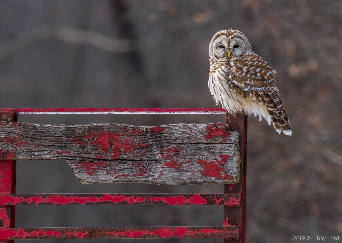 Barred Owl on a hay wagon by Libby Lord