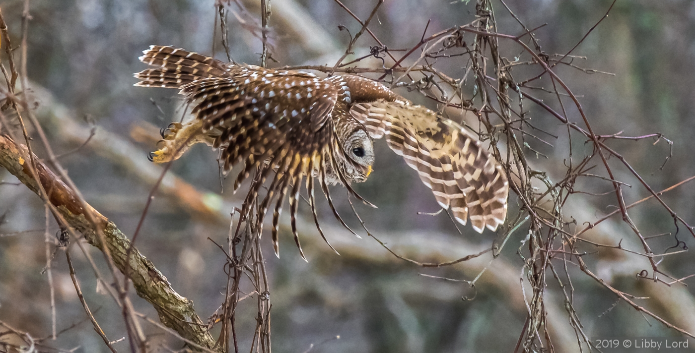 Barred Owl on the Hunt by Libby Lord