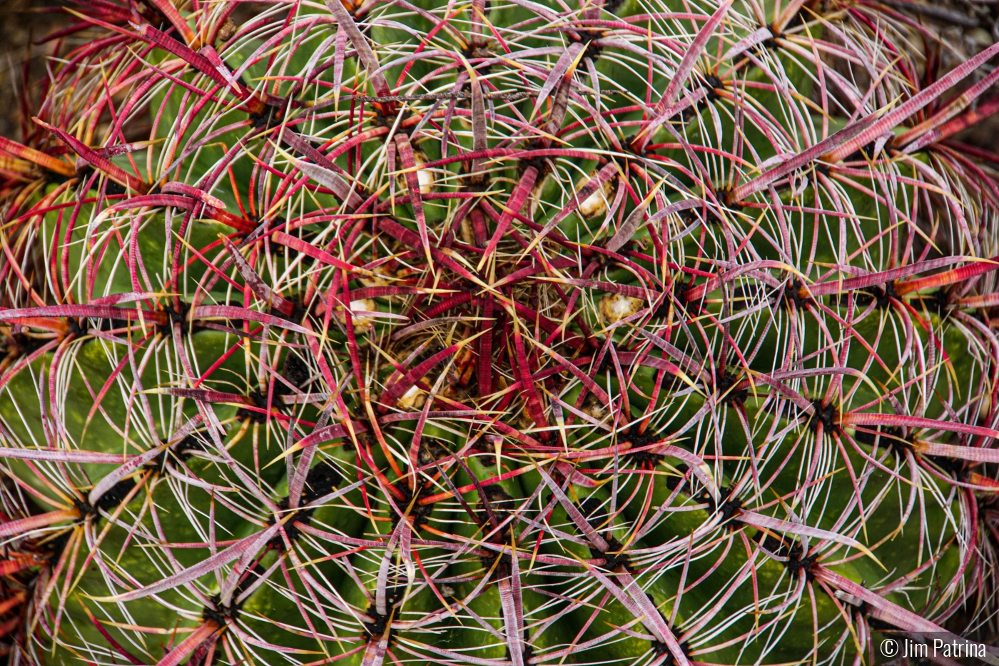 Barrel Cactus by Jim Patrina
