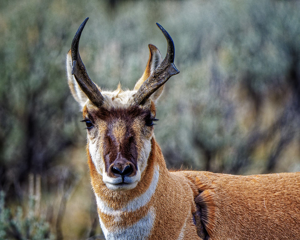 Battle Scarred Pronghorn by John McGarry