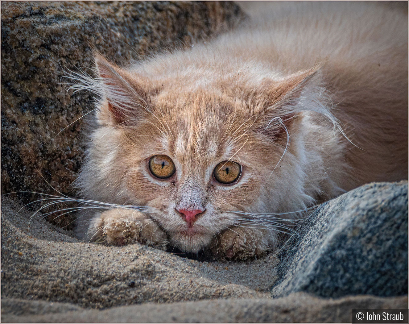 Beach Kitten by John Straub