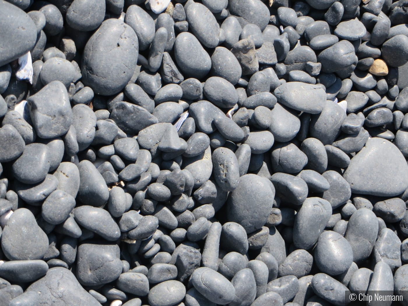 Beach of Pebbles by Chip Neumann