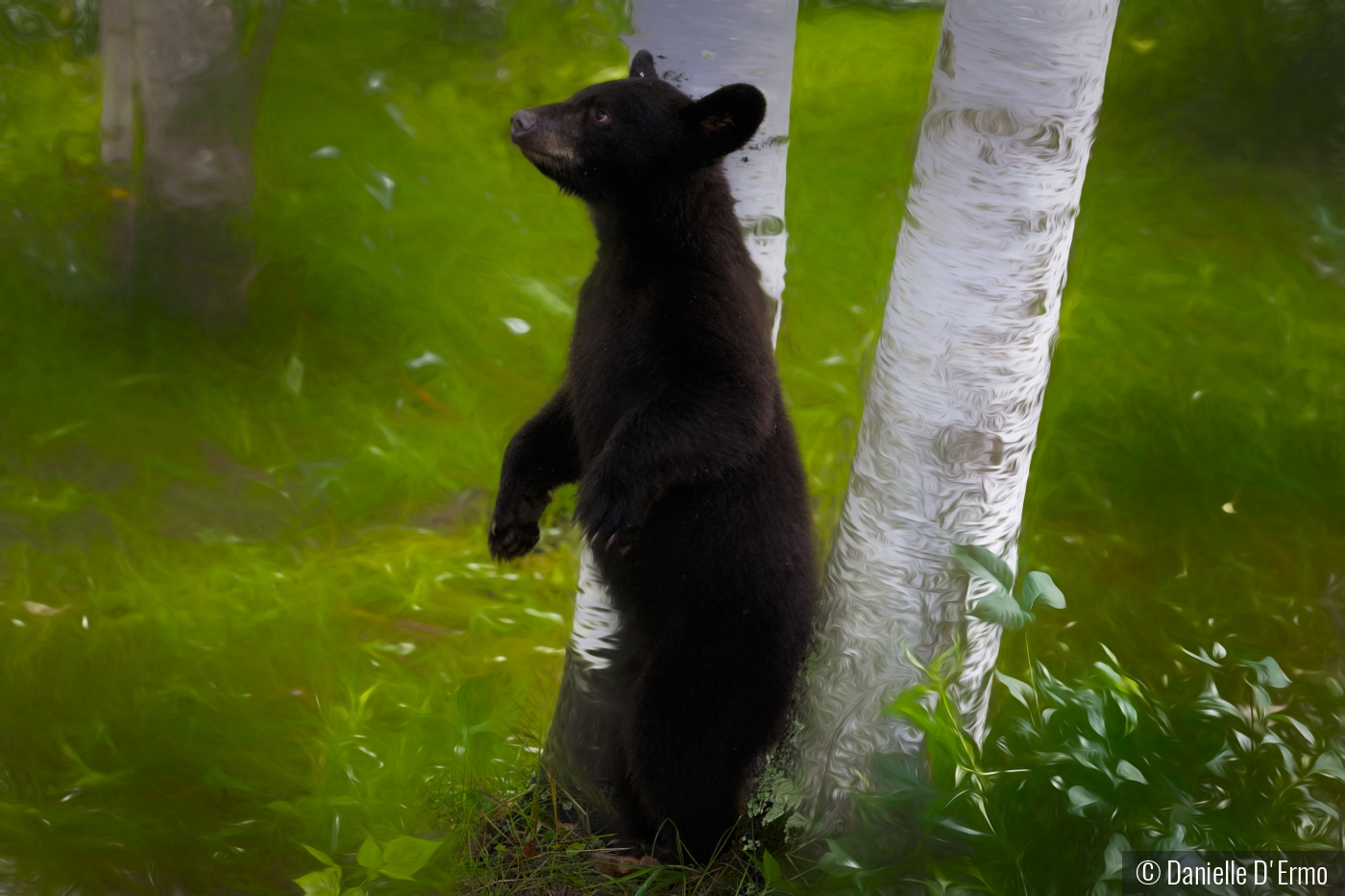 Bear Cub in the Birches by Danielle D'Ermo