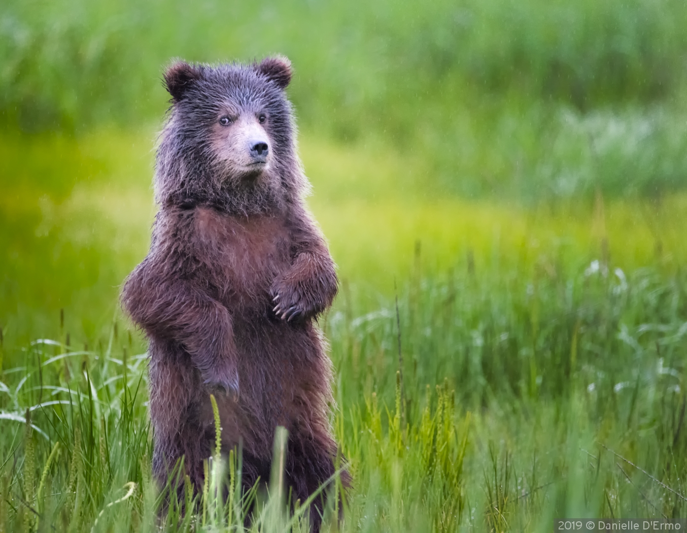 Bear Cub with Attitude by Danielle D'Ermo