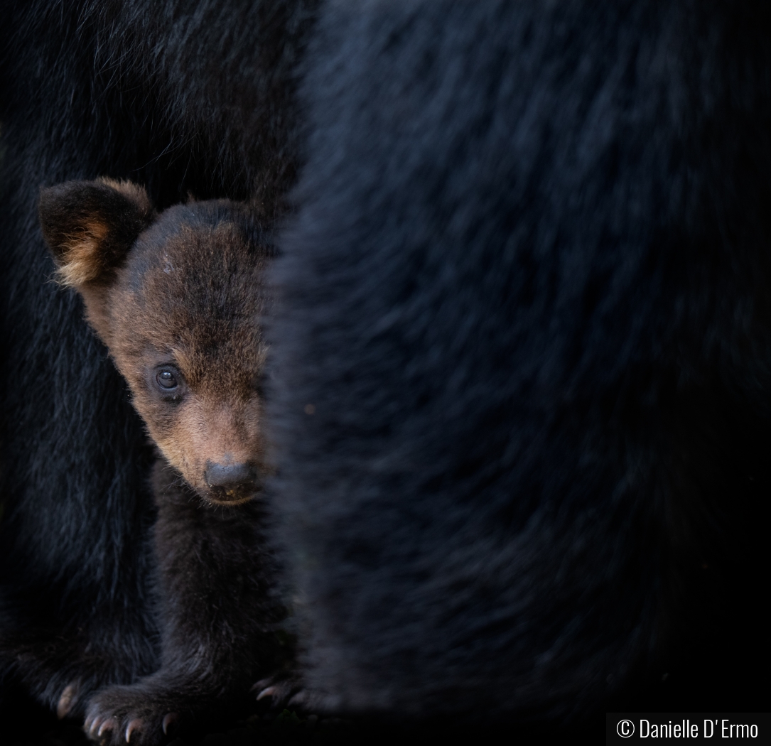 Bear Cub with Mother by Danielle D'Ermo