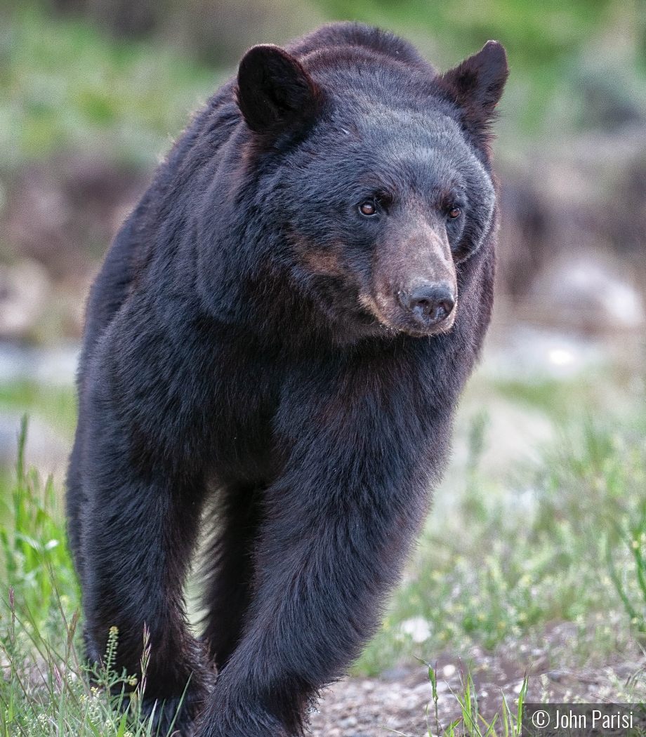 Bear on the run Yellowstone by John Parisi