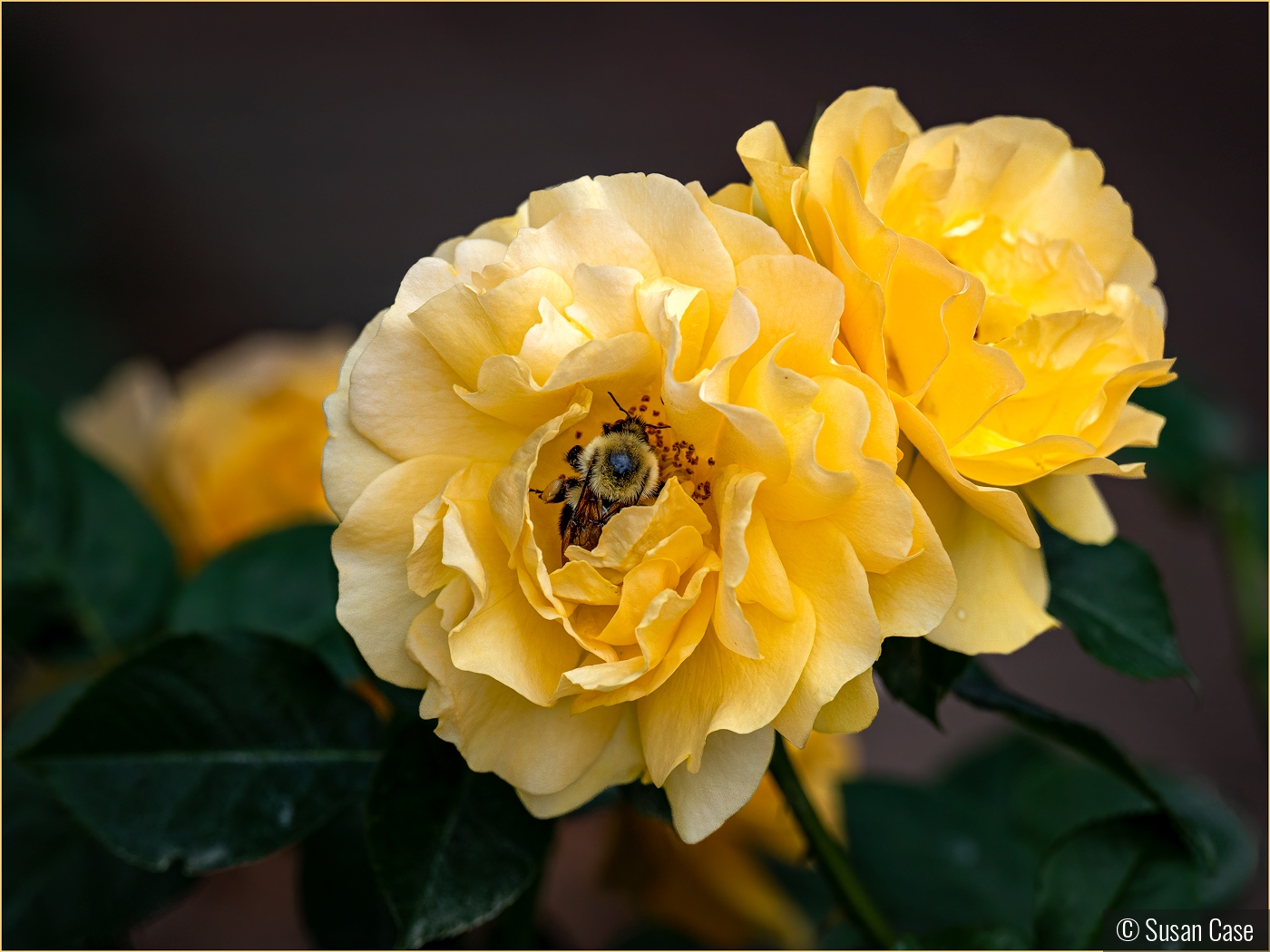 Bee Enjoying a Julia Child Rose by Susan Case