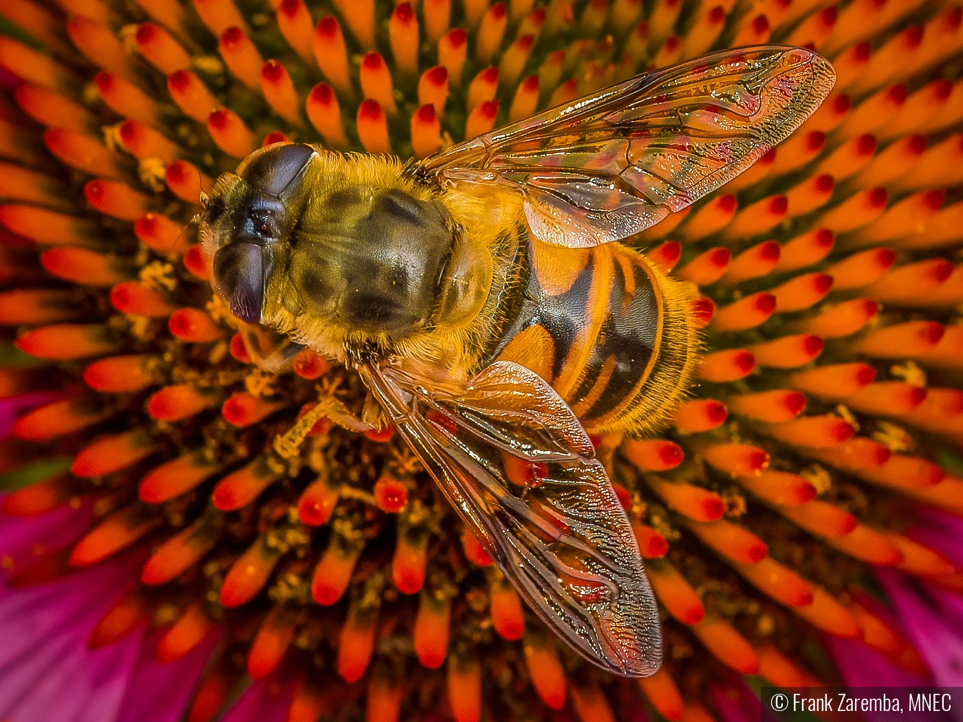 Bee on flower by Frank Zaremba, MNEC
