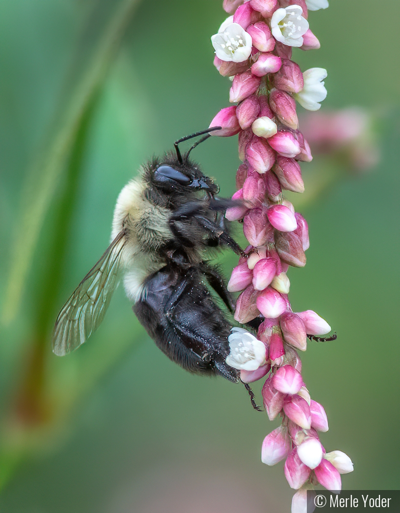 Bee on flower by Merle Yoder