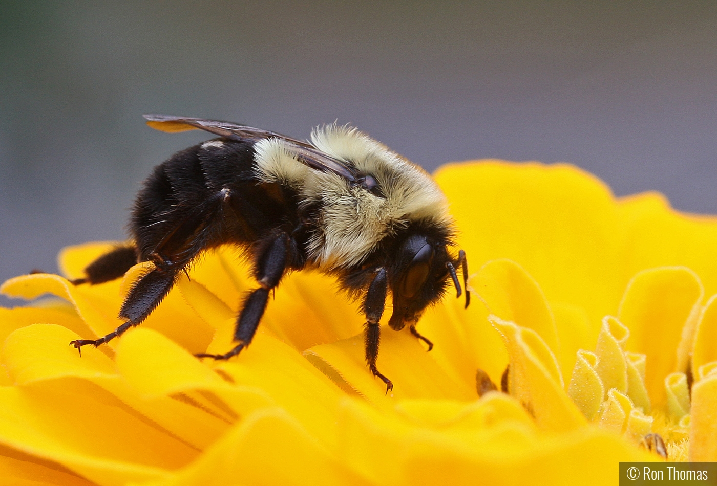 Bee on flower by Ron Thomas