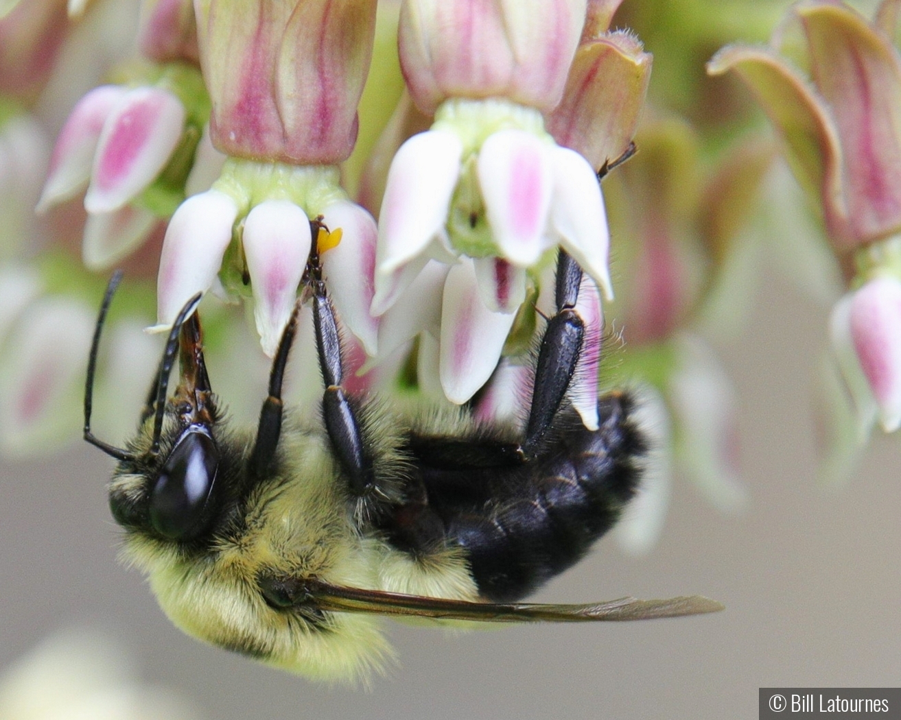 Bee On Milkweed by Bill Latournes
