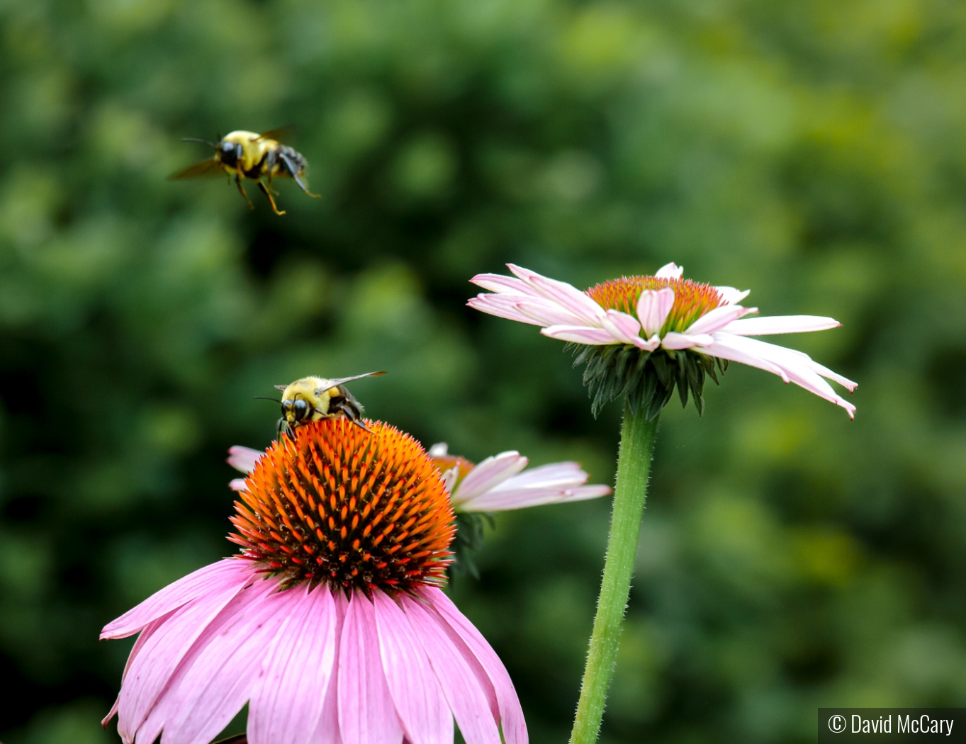 Bees Tag-teaming by David McCary
