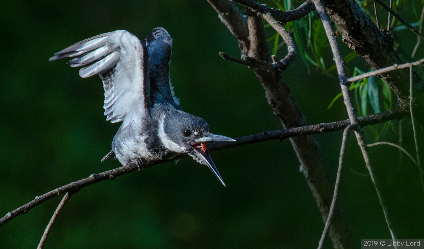 Belted Kingfisher Screeching by Libby Lord