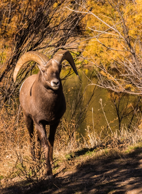 Big Horn Sheep by Peter Rossato