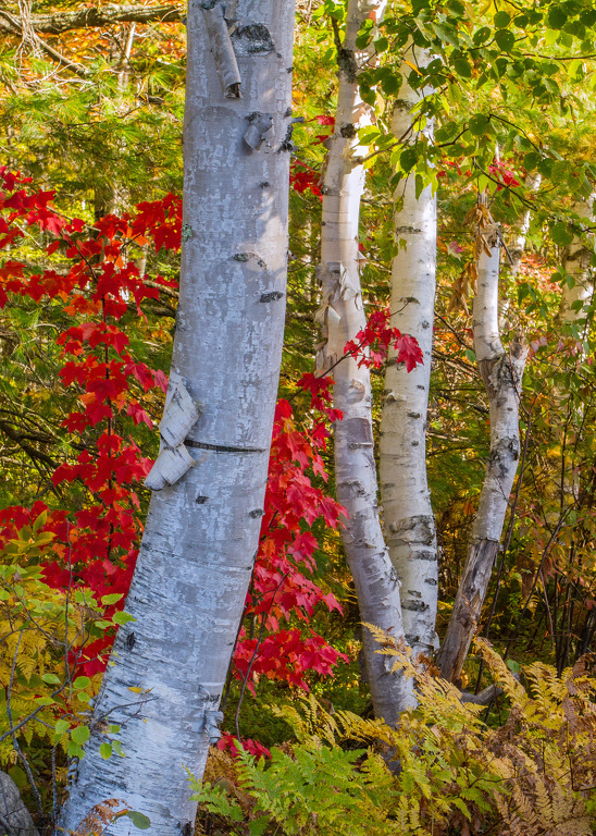 Birch Trees Dressed in Red by Susan Poirier