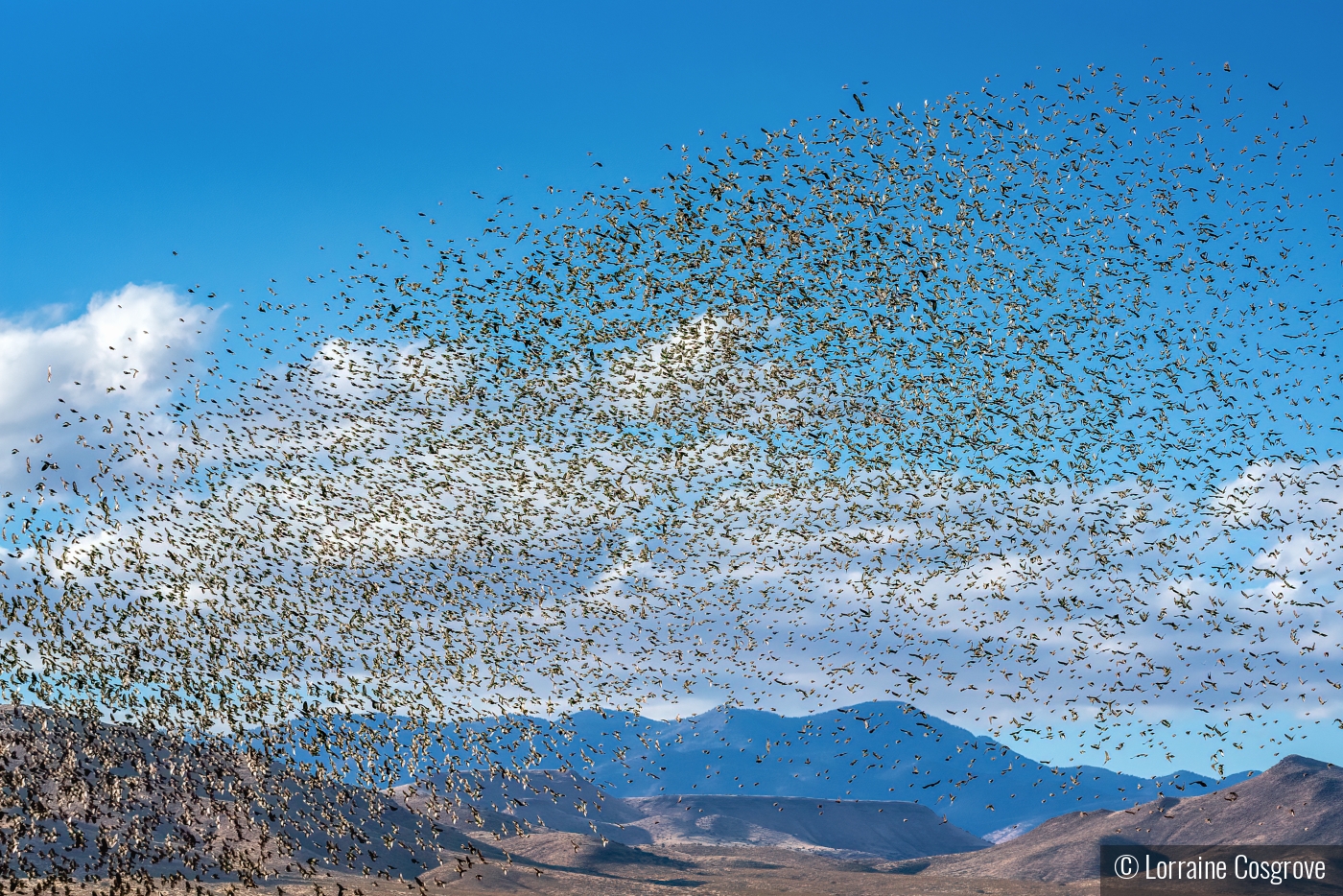 Bird Migration in New Mexico by Lorraine Cosgrove