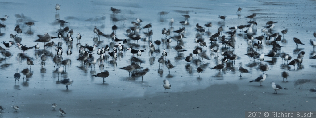 Birds in the early morning by Richard Busch