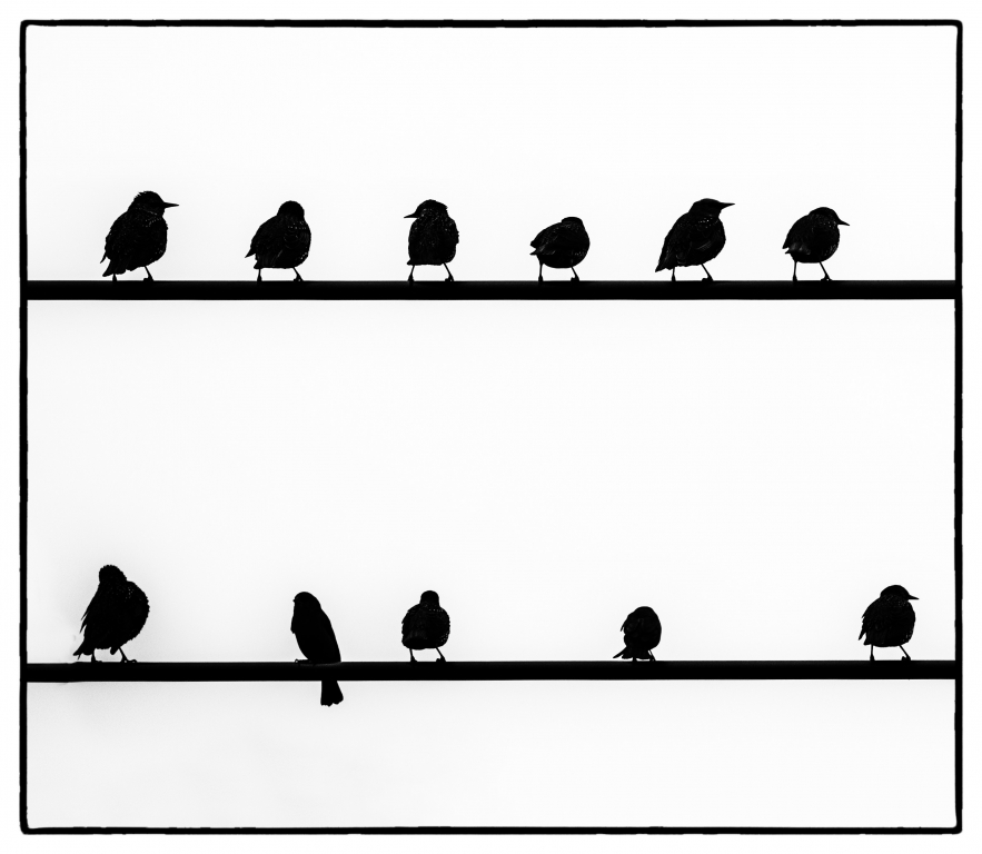 Birds on a Wire by Susan Poirier