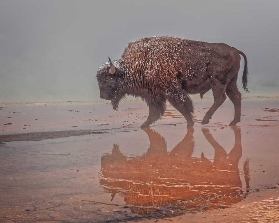 Bison in the Mist by John McGarry