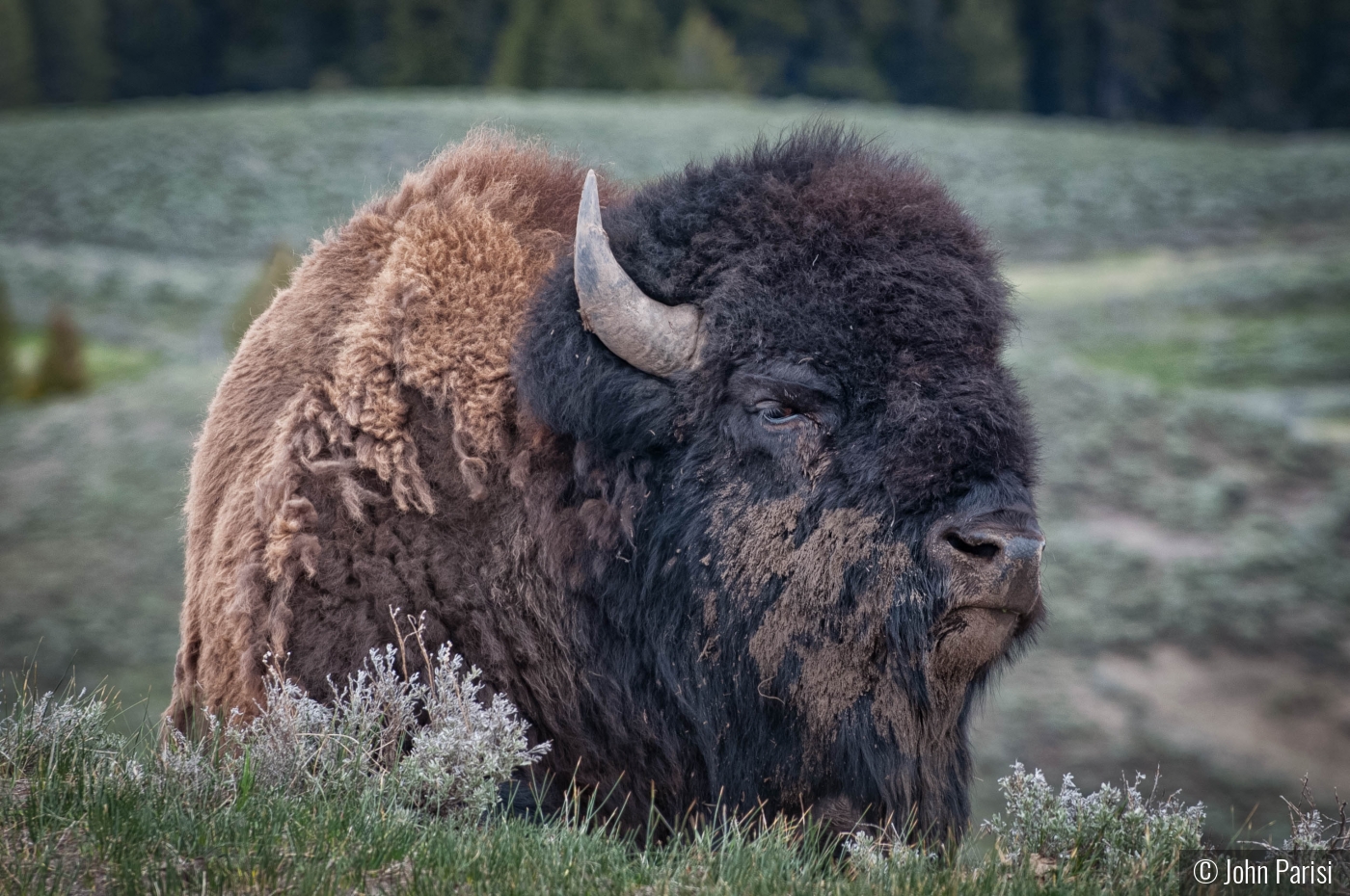 Bison Yellowstone by John Parisi
