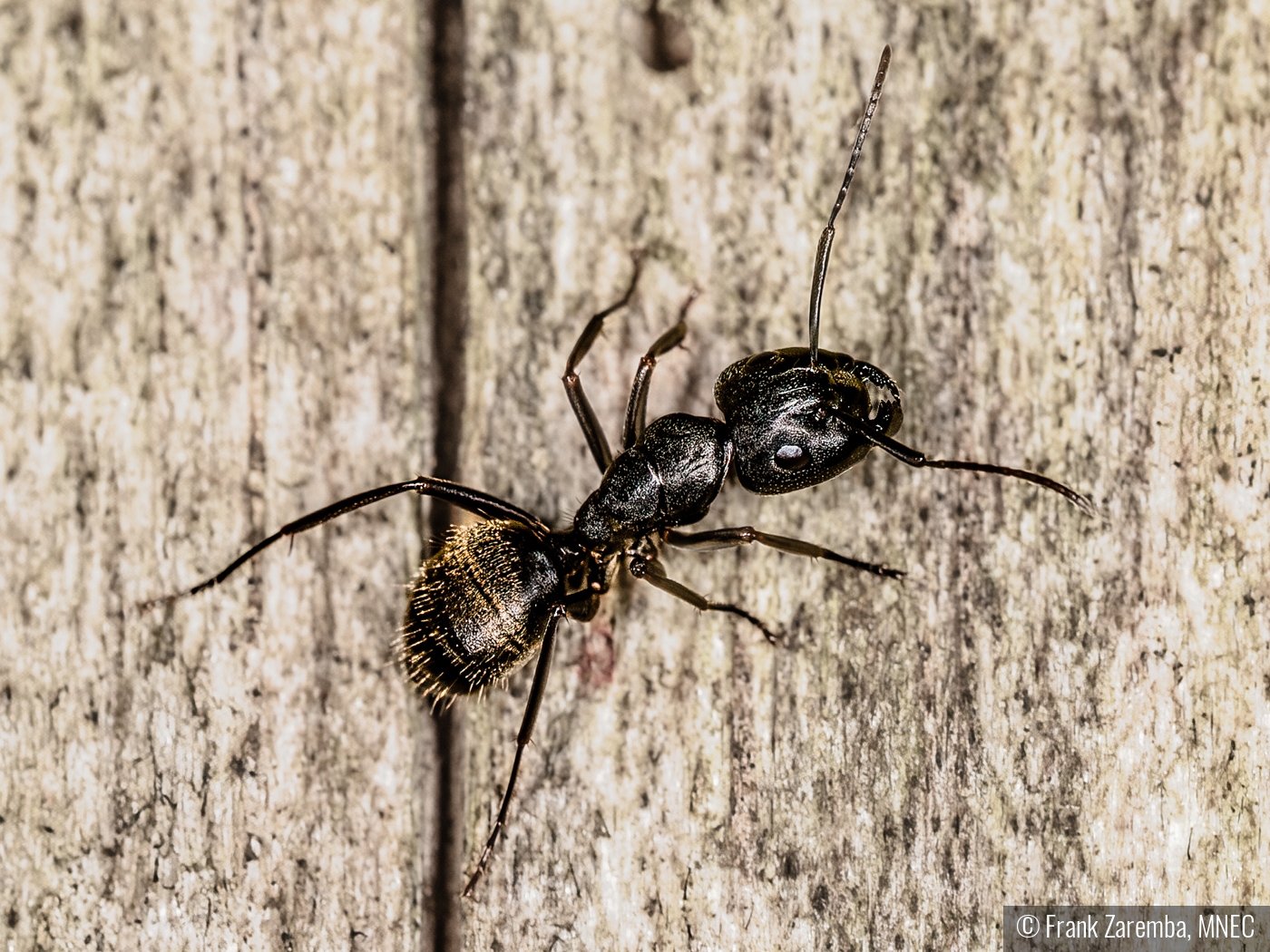 Black Ant by Frank Zaremba, MNEC