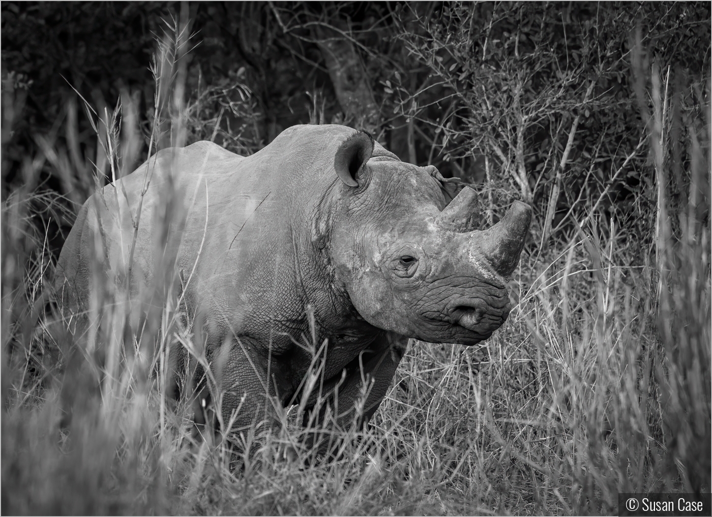 Black Rhino by Susan Case