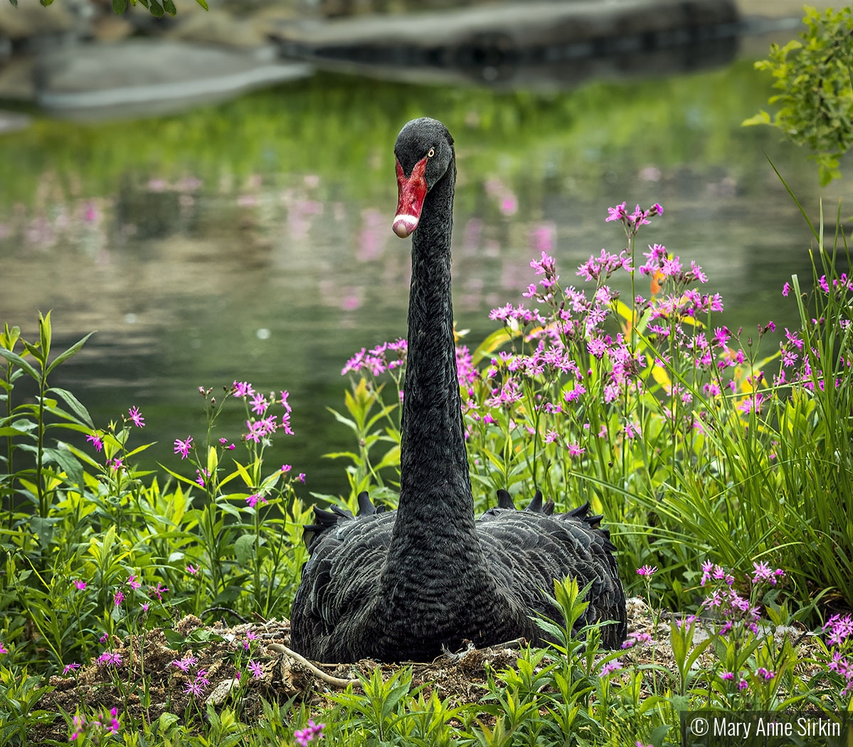 Black Swan Nesting by Mary Anne Sirkin