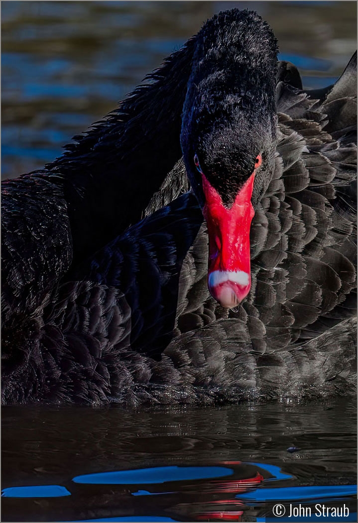 Black Swan Stare by John Straub