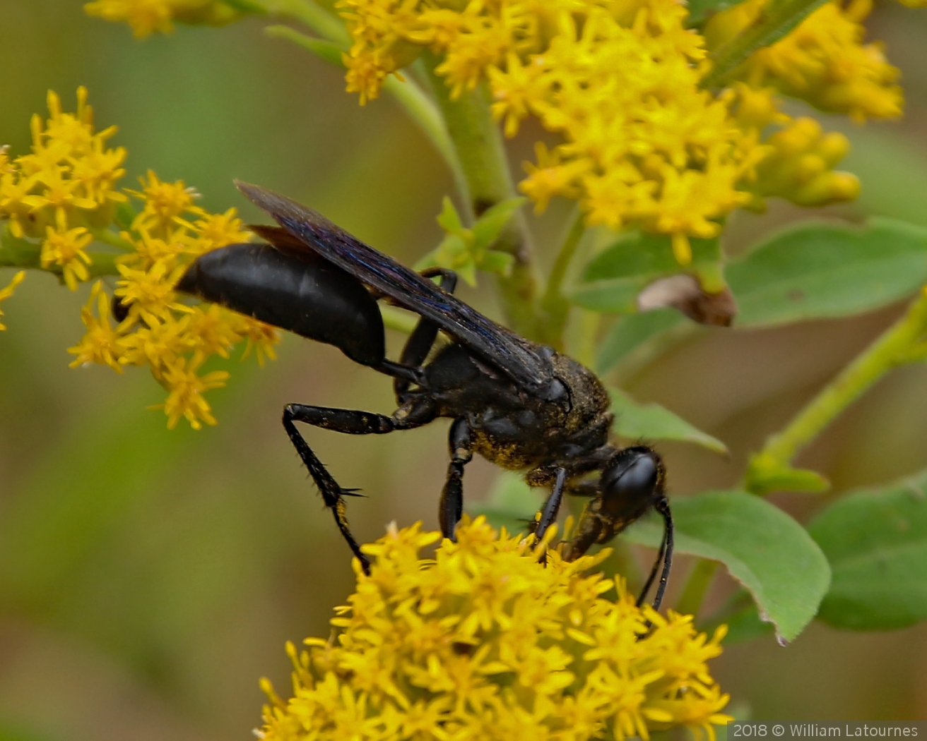 Black Wasp by William Latournes