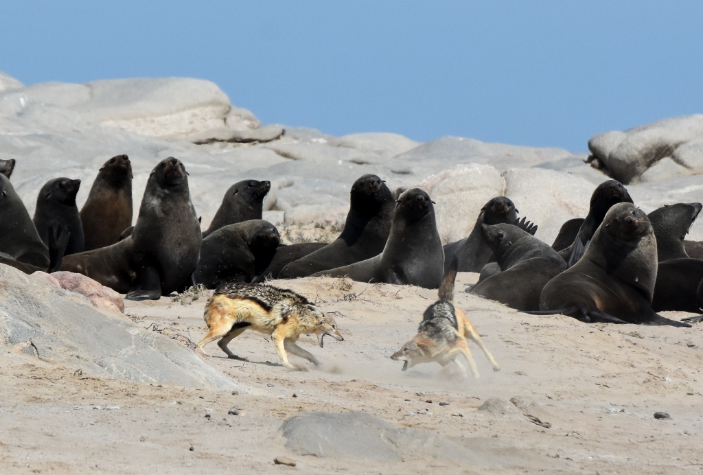 Black-backed Jackals battle in front of attentive seals - Skeleton Coast National Park, Namibia by Susan Case