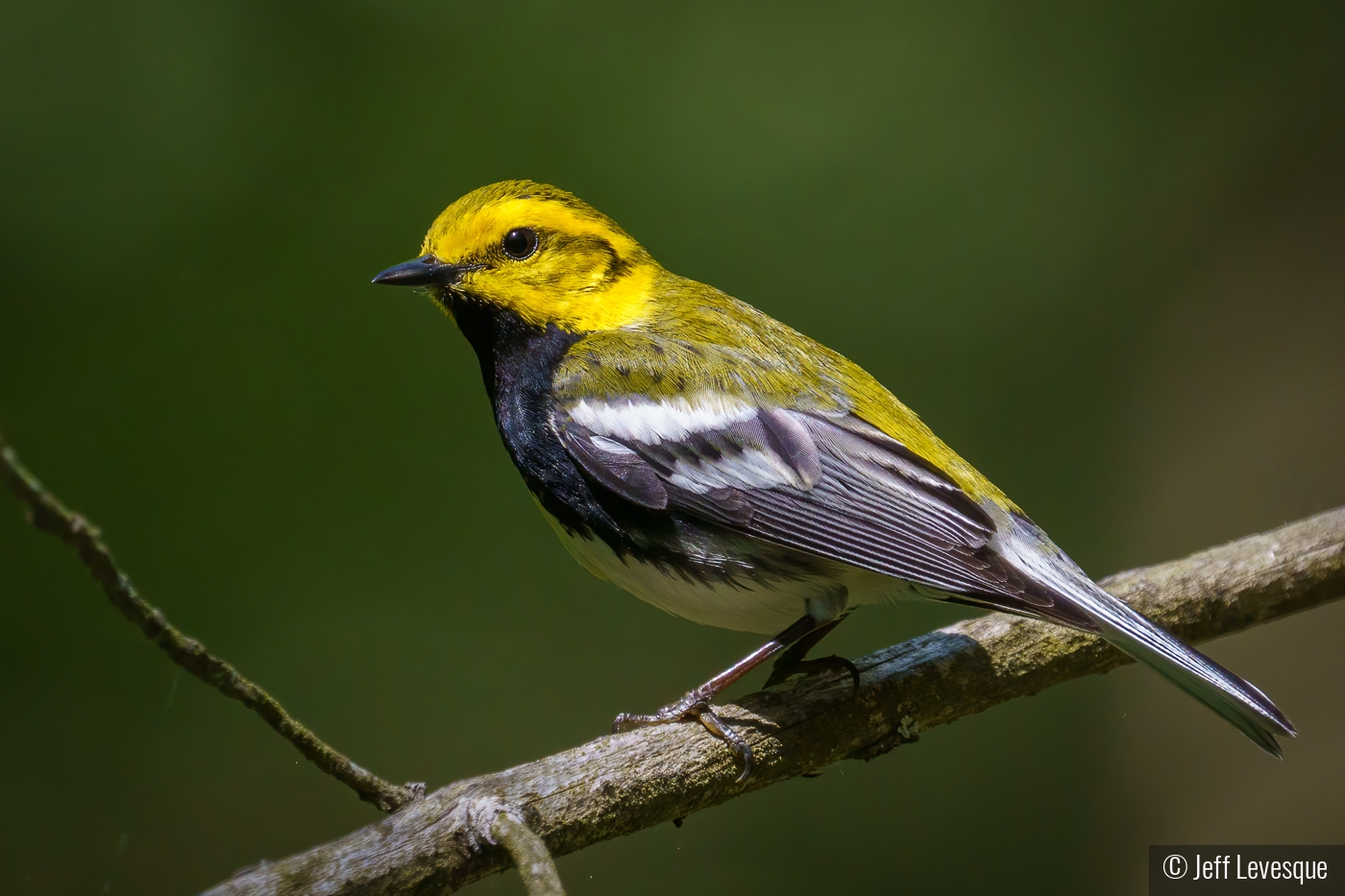 Black-throated Green Warbler by Jeff Levesque