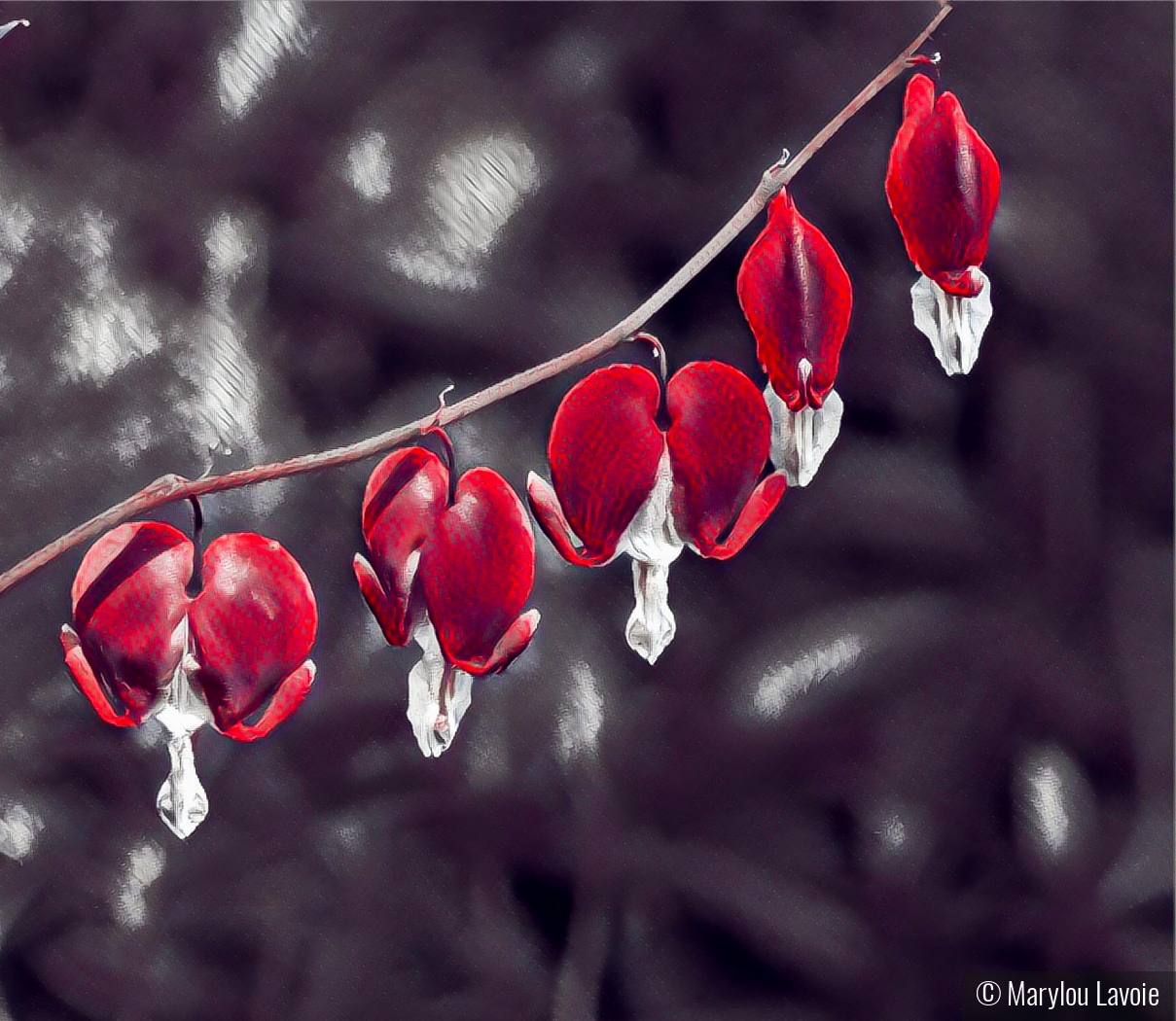 Bleeding Hearts by Marylou Lavoie