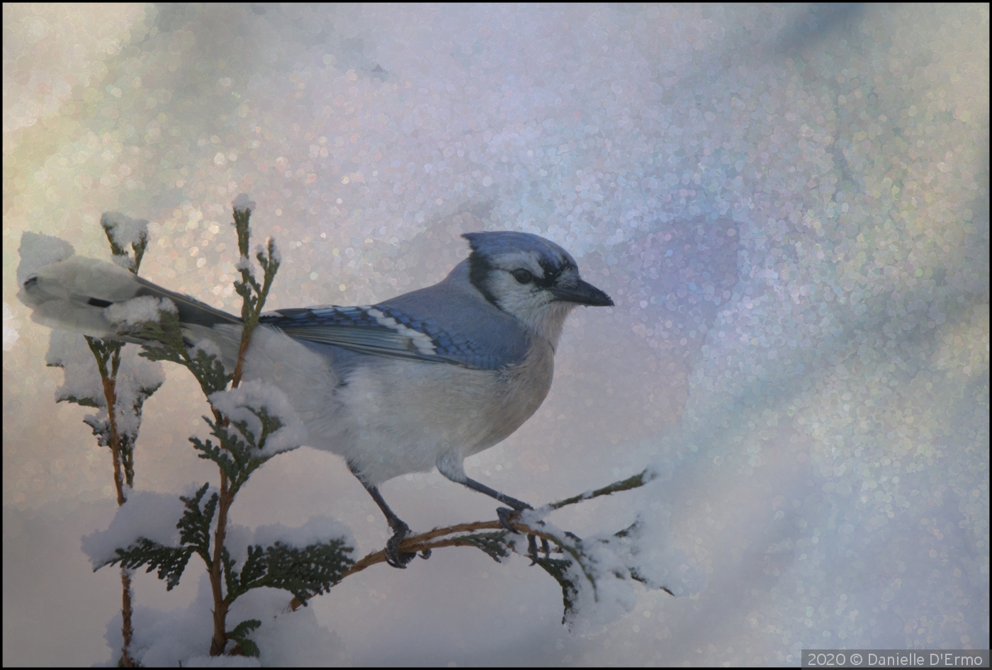 Blue Bird by Danielle D'Ermo