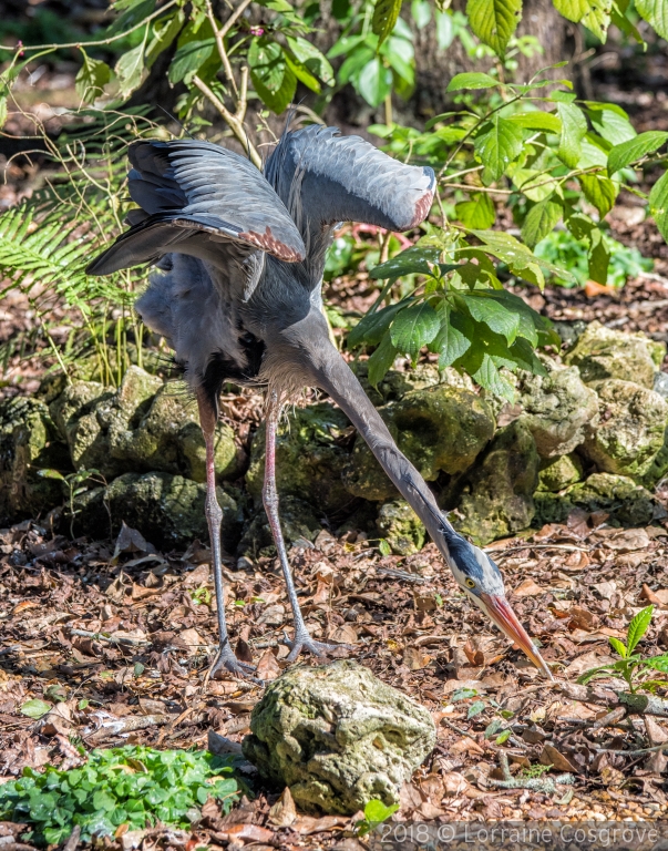 Blue Heron Looking for Lunch by Lorraine Cosgrove