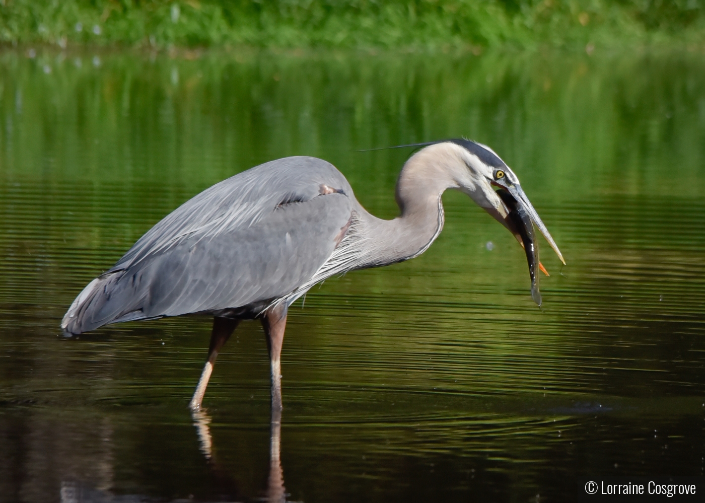 Blue Heron With a Trout by Lorraine Cosgrove