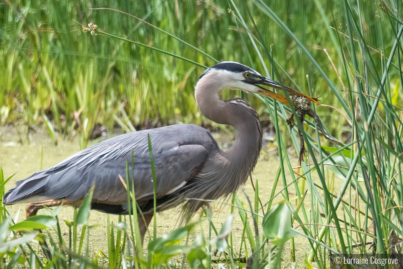 Blue Heron With Frog by Lorraine Cosgrove