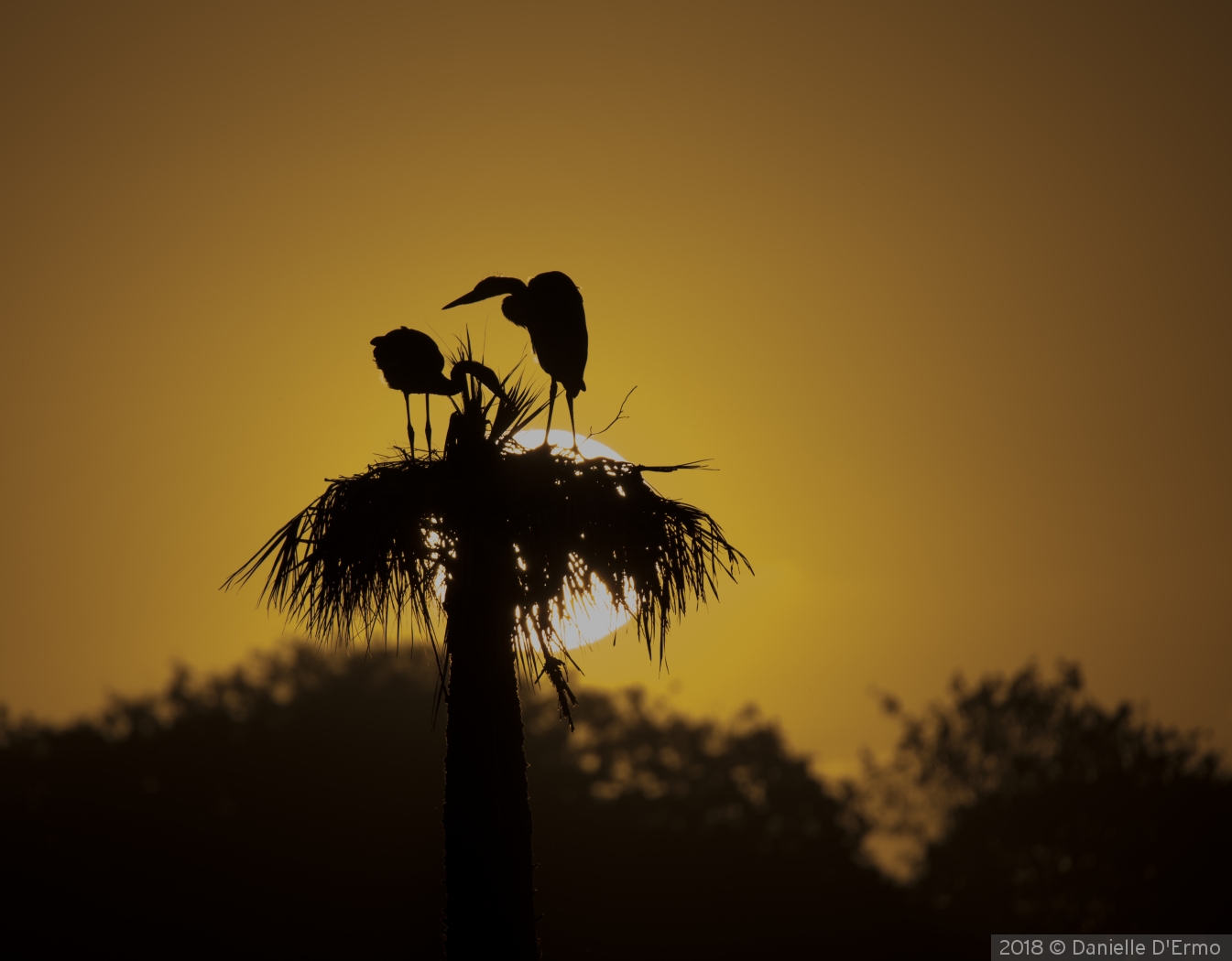 Blue Herons at Sunrise by Danielle D'Ermo