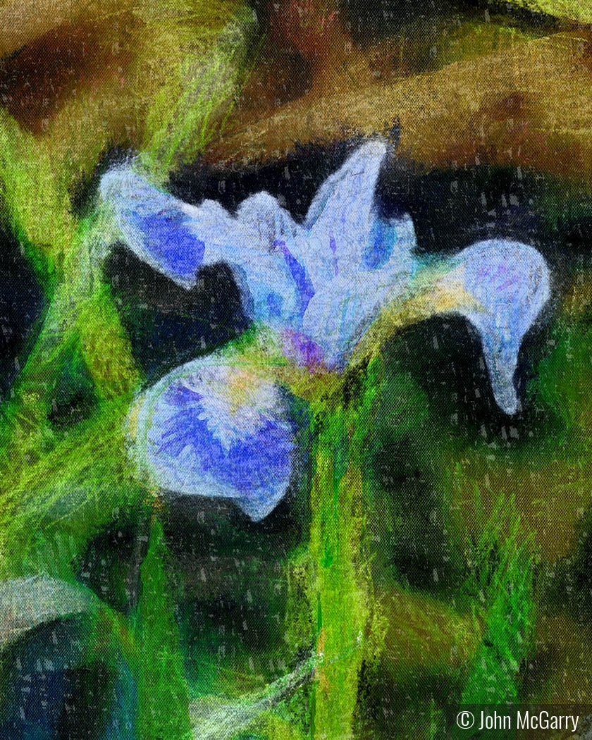 Blue Iris by John McGarry