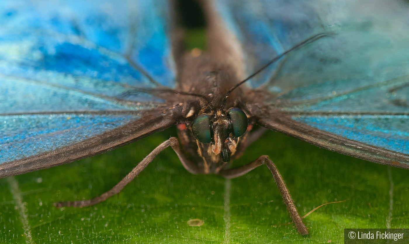 Blue Morpho Butterfly by Linda Fickinger
