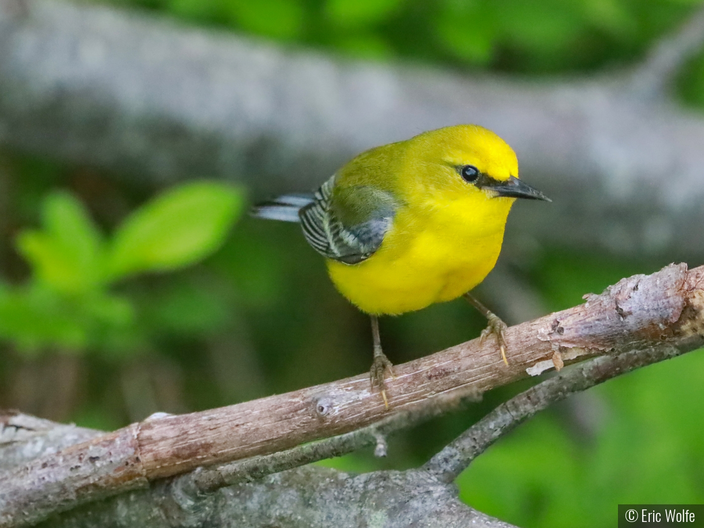 Blue-winged Warbler...on a Stick by Eric Wolfe