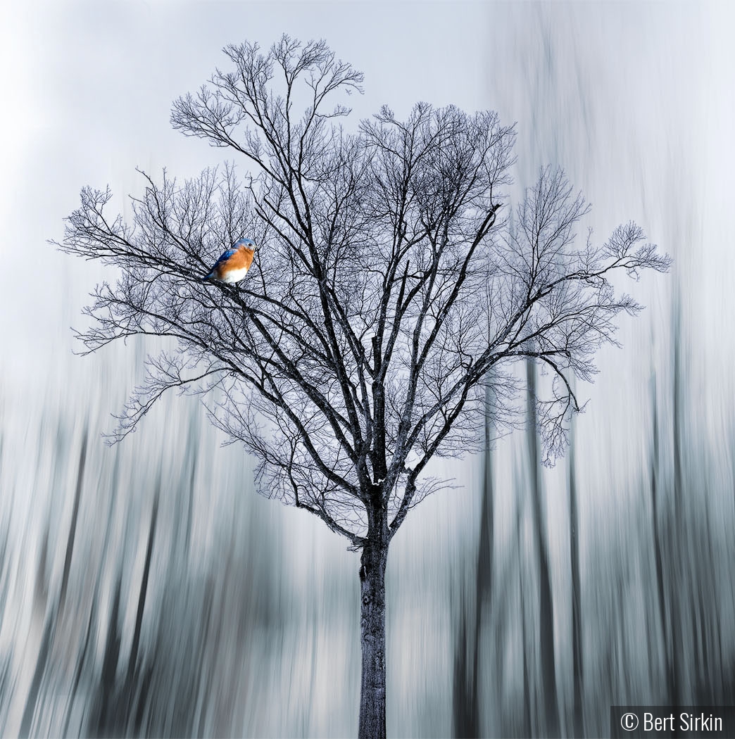 Bluebird in a gray world by Bert Sirkin