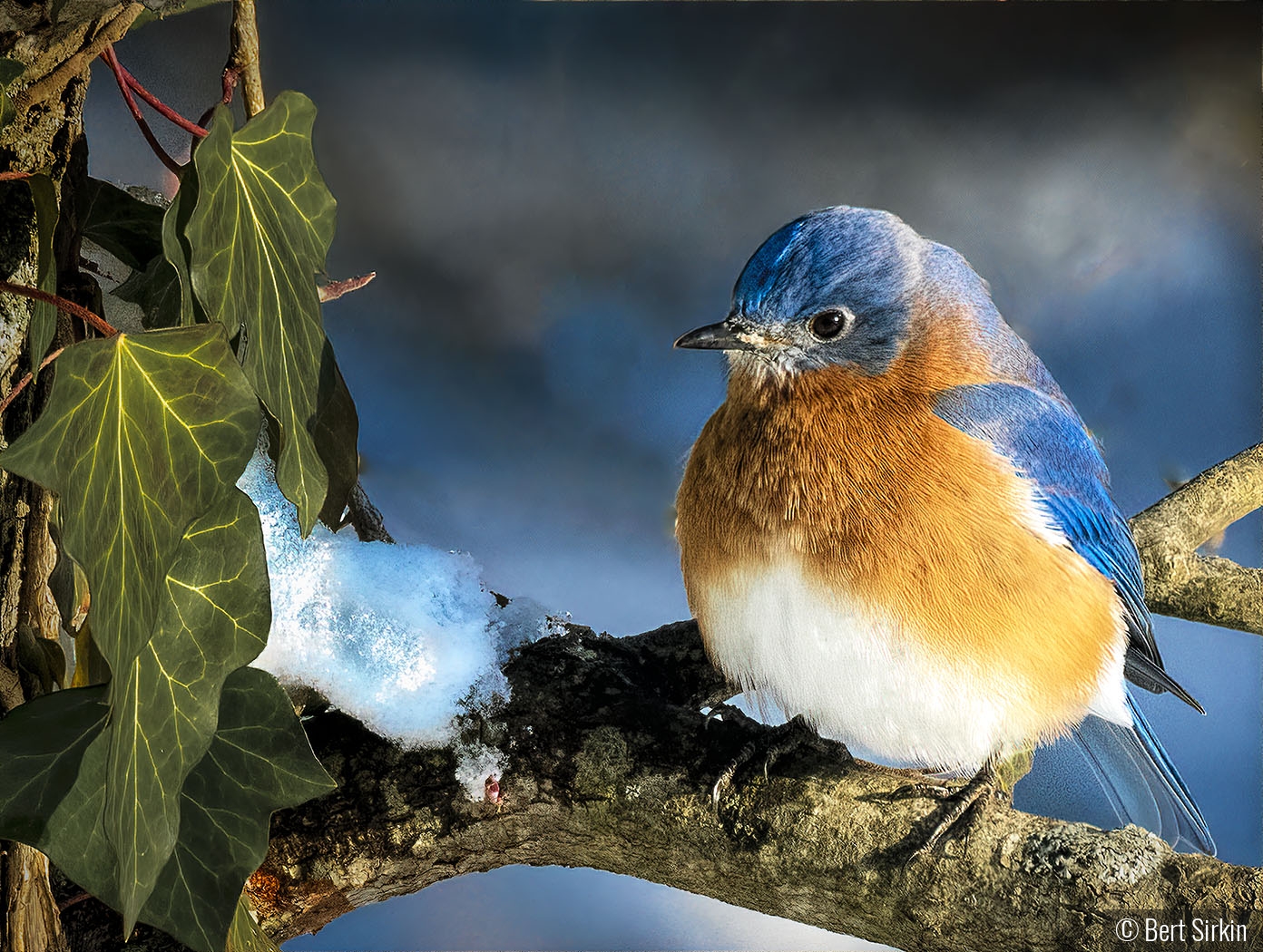 Bluebird with first snow by Bert Sirkin