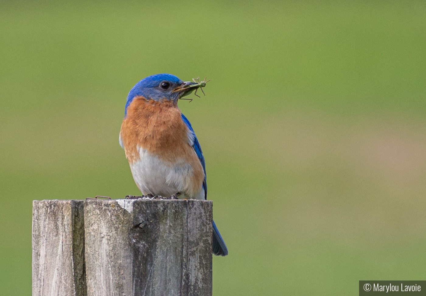 Bluebird With Green Meal by Marylou Lavoie