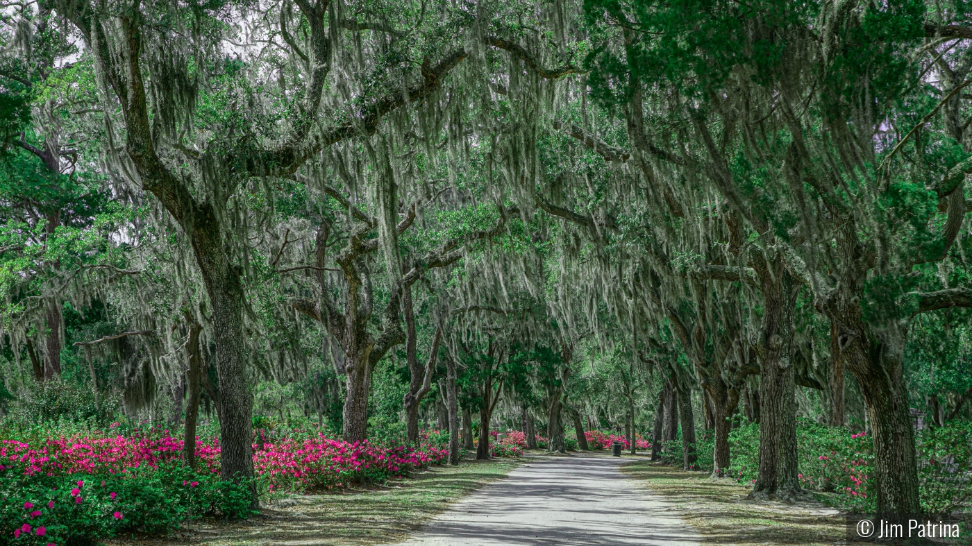 Bonaventure Cemetery Roadway, Savannah Ga by Jim Patrina