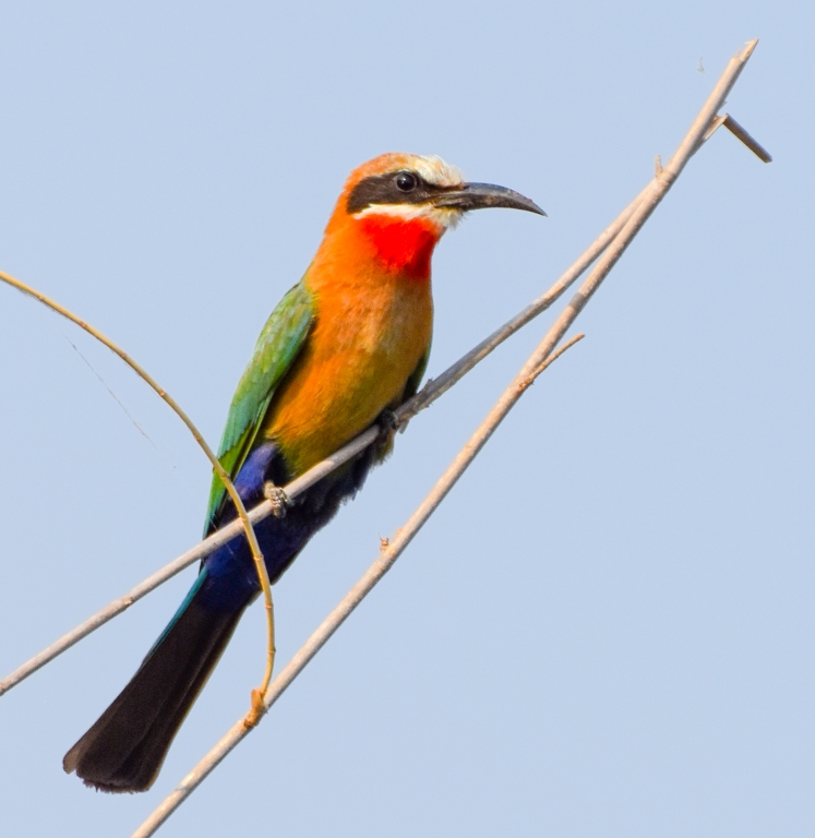 Brilliant - White-fronted Bee-eater by Susan Case