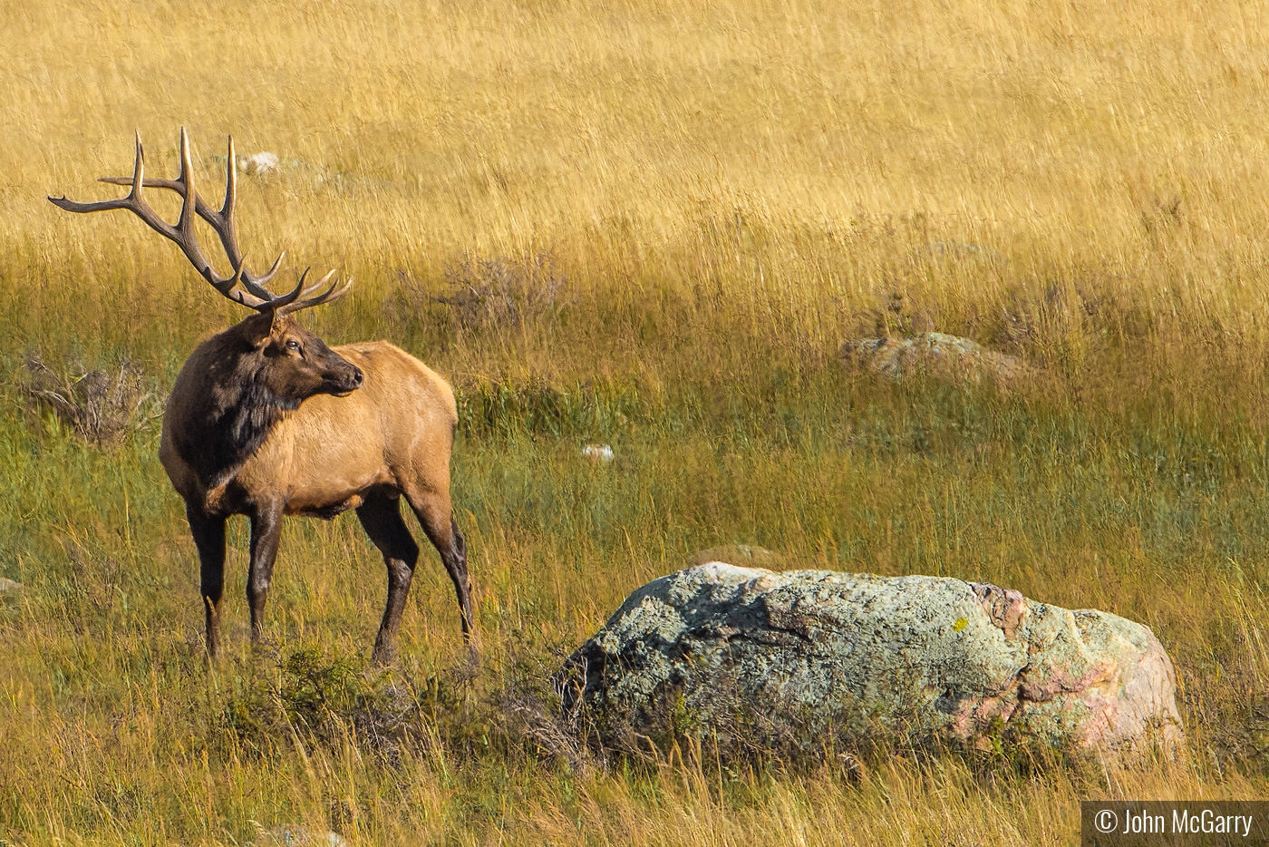 Bull Elk Late Afternoon by John McGarry