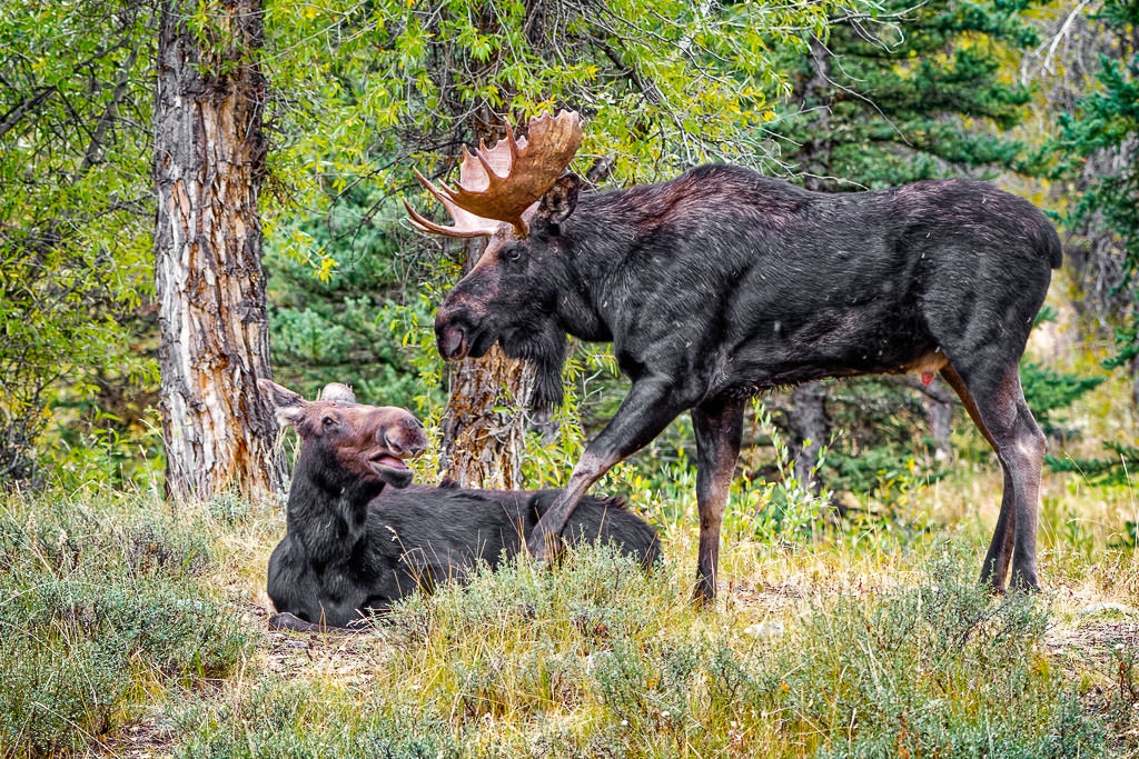 Bull Moose Love Tap by John McGarry