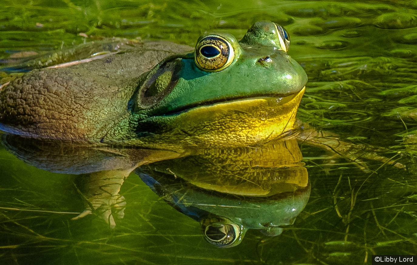 Bullfrog Reflections by Libby Lord