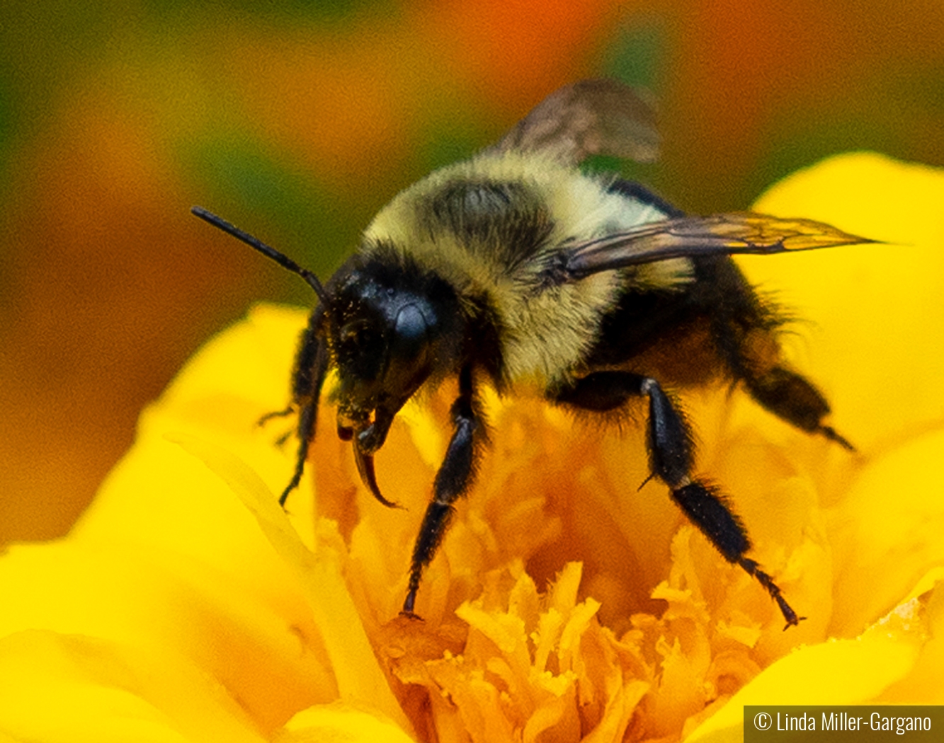 Bumble-Bee by Linda Miller-Gargano