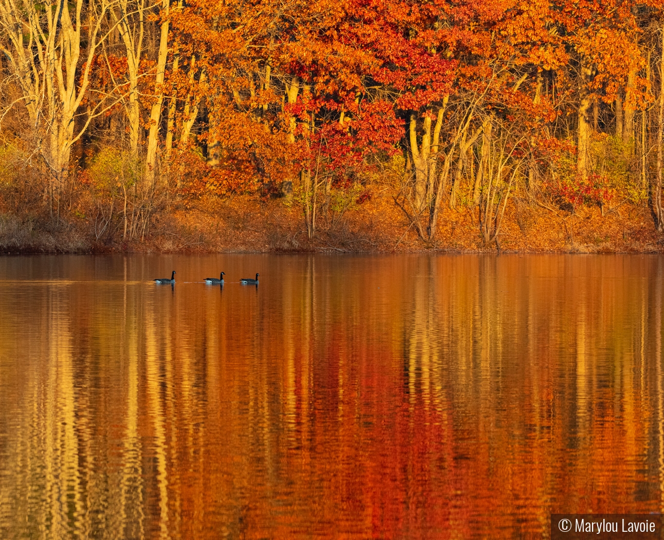 Burnt Orange Reflections by Marylou Lavoie